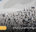 سفارش پوکه ساختمانی